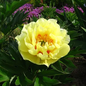 

50pcs Yellow Peony Seeds Beautiful Flower Bonsai Plants Garden Decoration