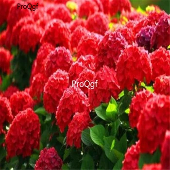 

Prodgf 500Pcs A Set dark red Hydrangea