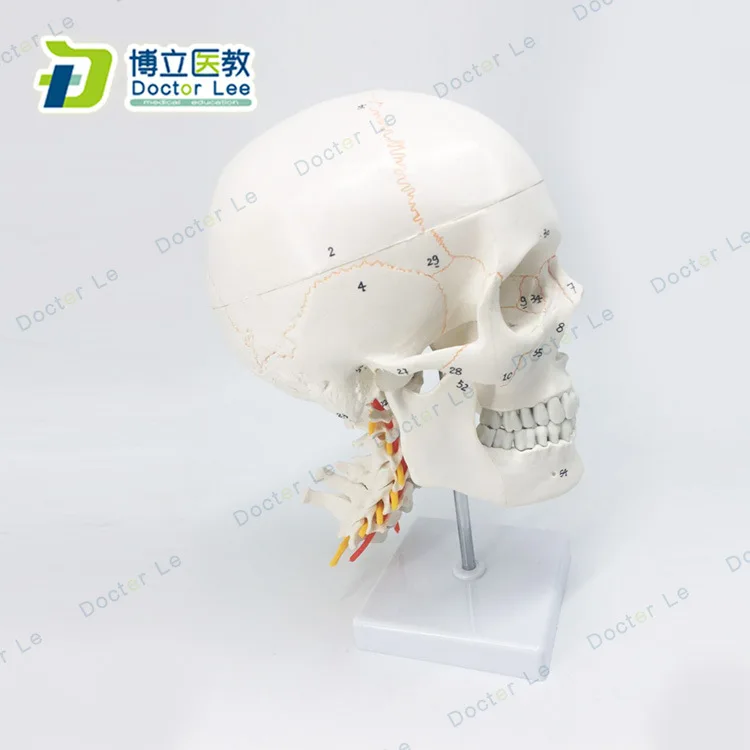 1-1-life-sized-number-marked-human-skull-neurology-craniocerebral-cervical-vertebra-anatomy-bone-suture-skull-model