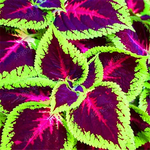 Hot-Sale-100Pcs-Begonia-Bonsai-Flower-Plant-for-Plant-Home-Garden-Courtyard-Balcony-Coleus-Potted-Plant.jpg_640x640 (7)