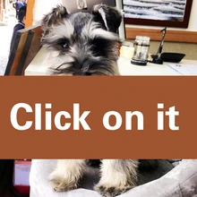 Йоркширский терьер, летняя тонкая рубашка для собак, жилет для щенков, кошек, одежда, летняя футболка для собак, костюм для домашних животных, клетчатая рубашка с отворотами для маленьких собак