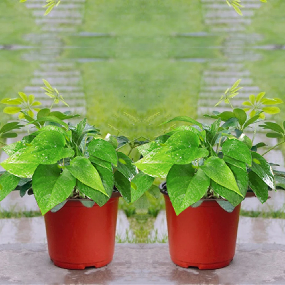 Mini Plastic Flower Pot with Holes Grow Box Fall Resistant Tray for Home Garden Plant Pot Nursery vegetables Transplant 20/50PCS flower pot,hydroponic flower pot,plant pot