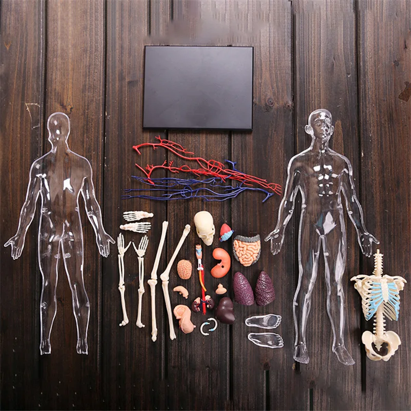  4D 1:6 Transparent and 22parts Squishy Human Body Internal Organ Anatomy Medical Teaching Model Puz - 32984498797