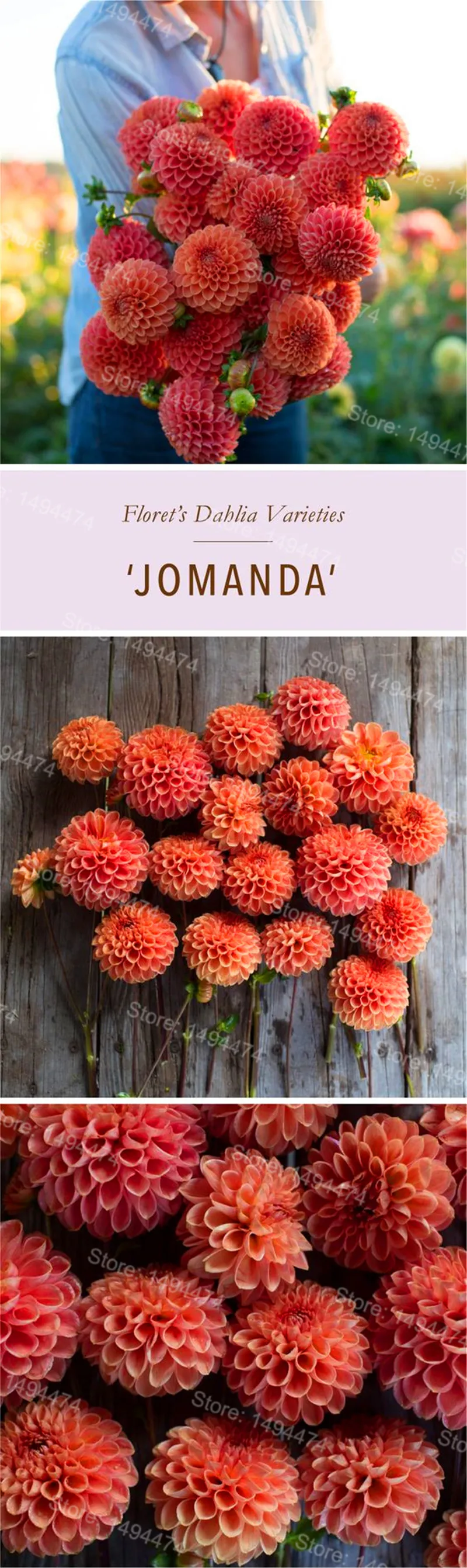 Редкий Dahlia бонсай, сладкий картофель Dahlia цветочное растение, красивые Многолетние цветы Dahlia pinnata flores для домашнего сада 100 план