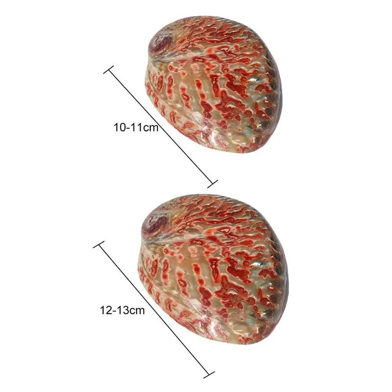 Polished Red Abalone Shell 10-13cm Perfect For Aquariums Crafts Decoration V1P2 