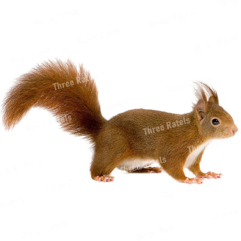 Three Ratels QD115 Witty and lovely little squirrel HD animal sticker kid's bedroom decoration glow in the dark stickers wall stickers self adhesive wall stickers vinyl stickers vinyl wall stickers self adhesive stickers chalkboard wall stickers chalkboard stickers