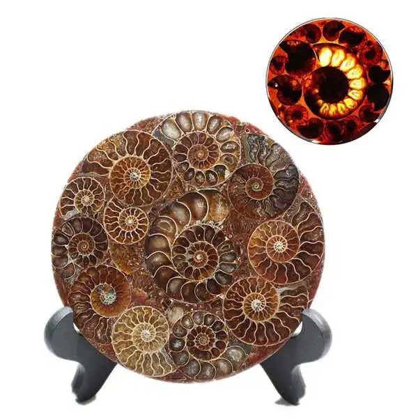

Botique-1 Set 4.7 Inch Fossil Conch Specimen Yellow Natural Ammonite Disc Fossil Conch Specimen Healing + Bracket