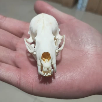 

5pcs Real mink skulls, fine animal specimens, skull gifts skulls