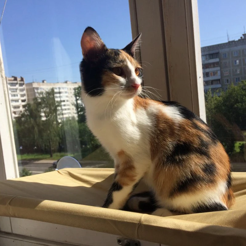 Гамак на присоске для домашних животных, гамаки для кошачьих окон, домашний простой гамак на присоске, маленький гамак для кошачьих туалетов, коврик для кошек, гамак, аксессуары для сидений