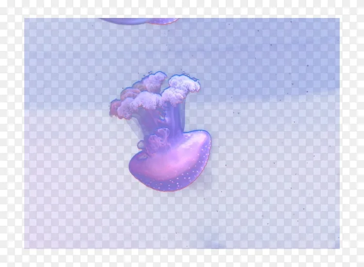 紫色电脑壁纸 梦幻水母png图片素材免费下载 图片编号4396 Png素材网