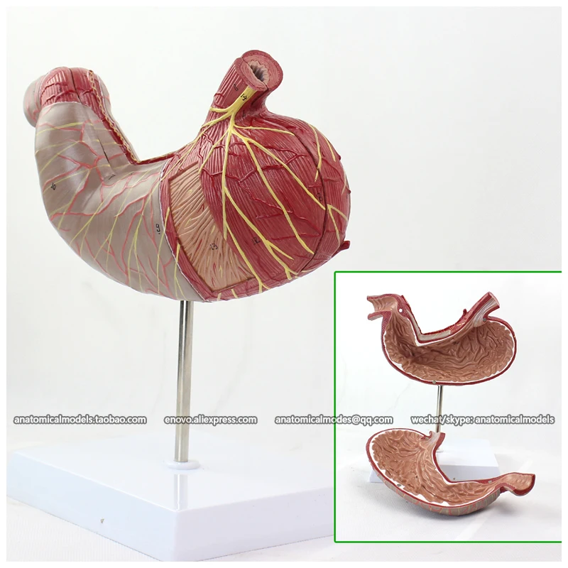 12535 / Human Stomach Anatomical Model on Stand 2 parts Medical Science Educational Teaching Models |