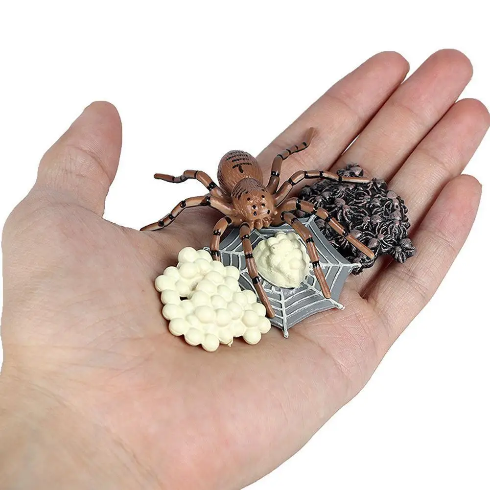 Animales de simulación para el crecimiento de la mariquita, modelo cognitivo de la vida, figurita de plástico y ciclo de la ciencia, Educat M1B4