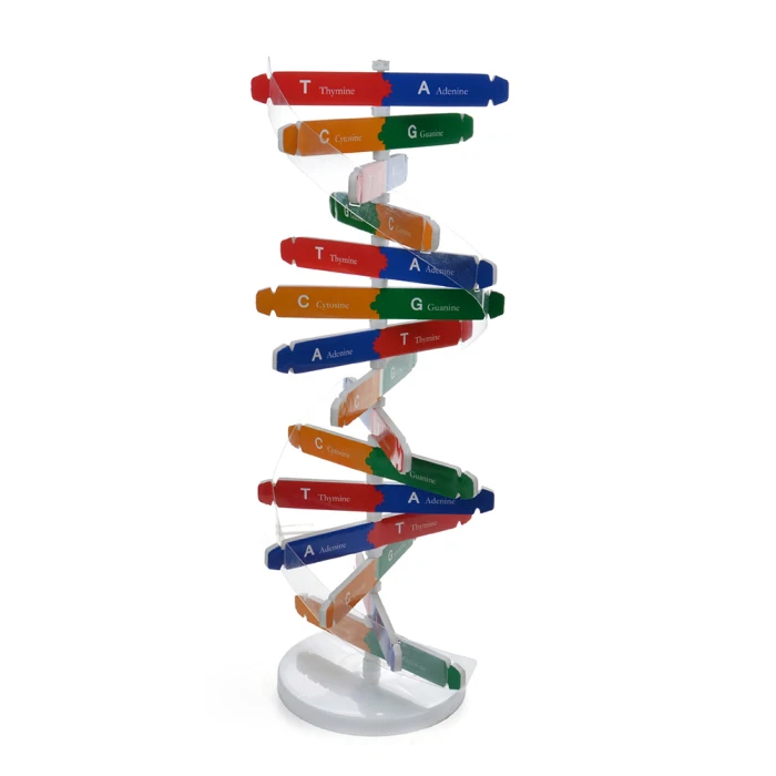 DIY DNA модель научный биологический эксперимент для детей DIY сборка обучающая игрушка FJ88
