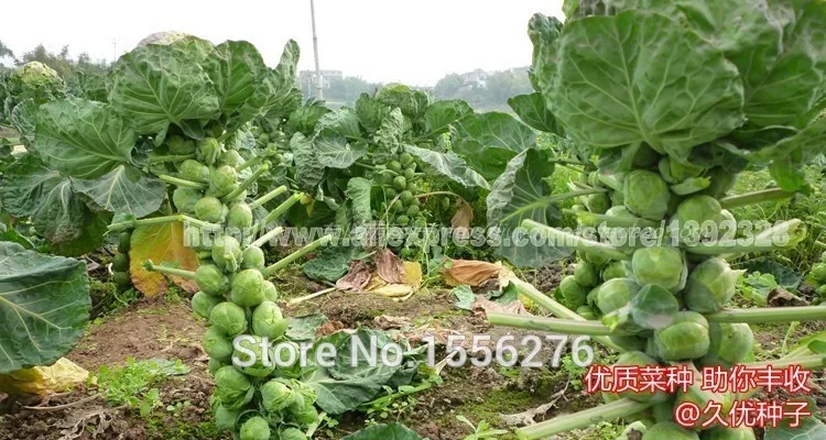 100 шт Высокое качество Brassica oleracea P-semillas-органические овощные наборы