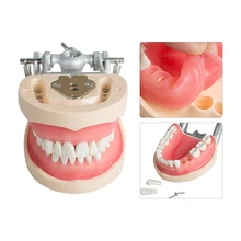 

Dental Standard tooth model Removable Articulated Teeth Model Universal Plate 200H Type