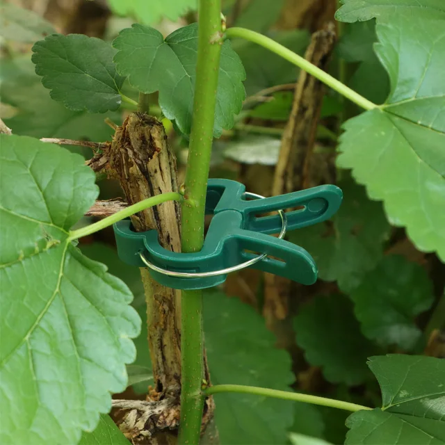 20 Pcs Műanyag Növényi Klipek Cukornád Tartó Rugós Szorító Állvány Rögzítőelem Paradicsom Nyakkendő Virágok Orchidea Meredő Palánták Szerszám - Image 3