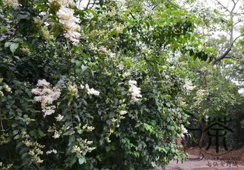 

Symplocos Paniculata Asiatic Sweetleaf Sapphire Berry Bai Tan