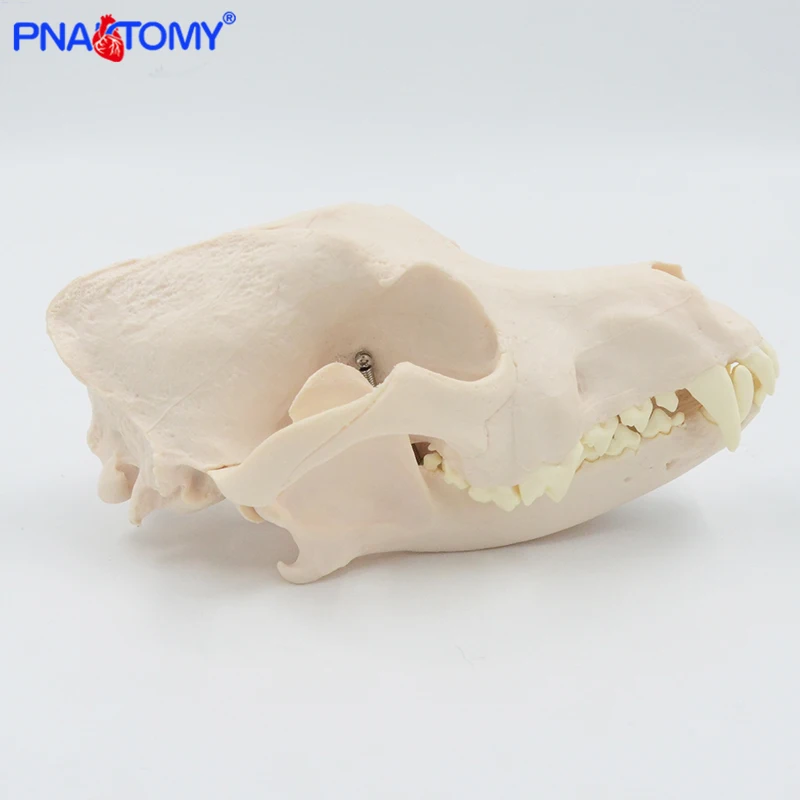 Canine Skull Anatomy Model 2