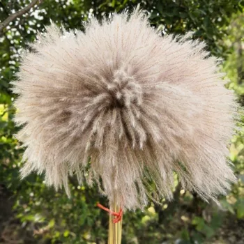 

20stems dried flowers pampas grass plants Home decoration feather flower natural phragmites flowers bouquets wedding decor
