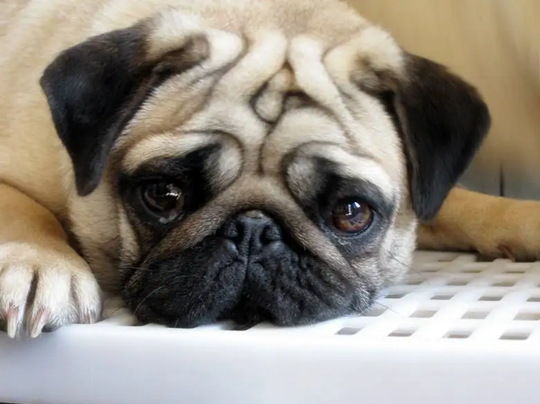 HTB13HWjeWagSKJjy0Fhq6ArbFXaZ