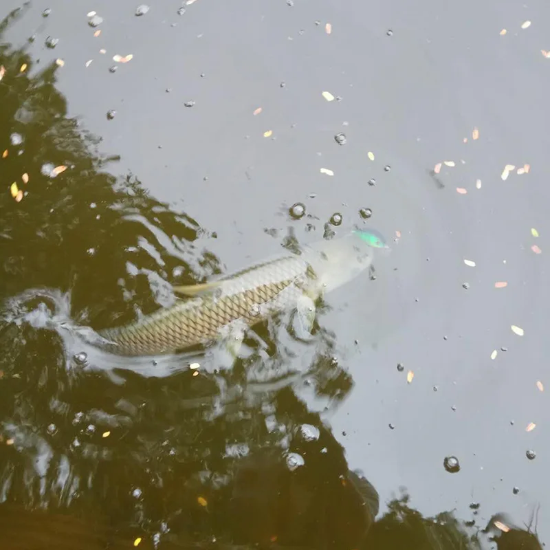 

8G Rock And Roll Mini Little Fat Floating Diving Type Grass Carp Lure Waterway Topmouth Culter Light Bass Sub Bait Hard Bait