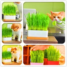 50 шт. зеленый кот Пшеница травяные растения в горшках полный питательных веществ пшеничный бонсай для дома сад овощи, растения Цветочный Горшок