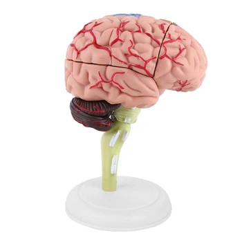 

4D Brain Model Brain Model Structural Anatomy Teaching Learning Tool GY88