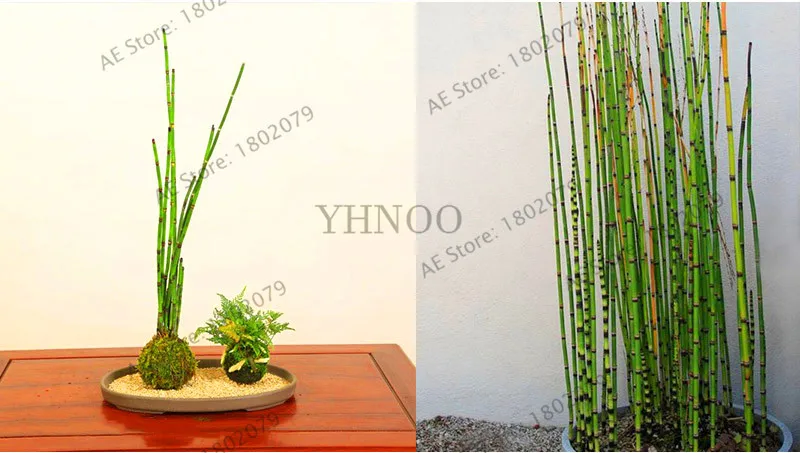 Подлинный! 20 Мини moso Bamboo flores bamboo plantas бонсай сад бонсай горшки для балкона Начинающий уровень 90% DIY для домашнего сада pl