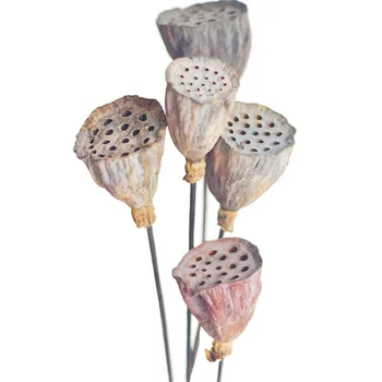 

Dried bonsai decor seedpod of lotus 5pcs artificial branch flower real plants naturally flower bouquets small size