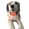 Pet Products