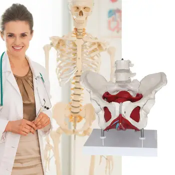 

Removable Female Pelvis Skeleton Model PVC Pelvic Floor Resources Teaching Props Ovary Educational Muscle Model Uterus H9H7