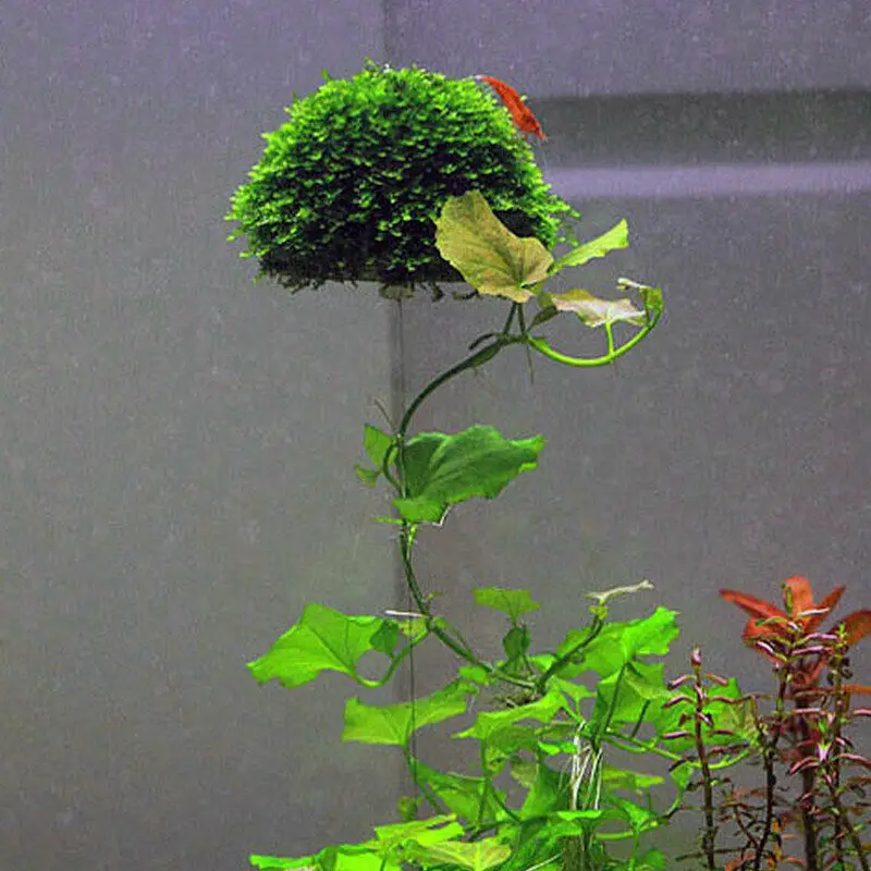 Hi-Q 5 см аквариумный аквариум медиа мох шар живой фильтр для растений фильтрация Декор