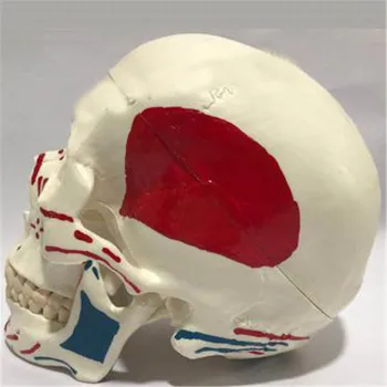 

ly49 Plastic White Skull with Muscle Start and End Points Dental Teeth Model
