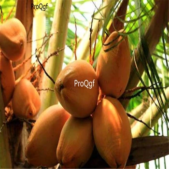 

Ngryise 200Pcs A Set Cyrtostachys renda