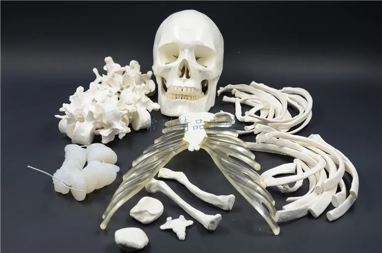 Teaching simulation human body bone model 170cm skeleton overall | Канцтовары для офиса и дома