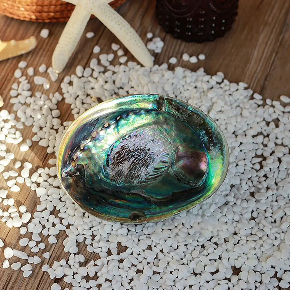 9-13cm Natural Abalone Shell Large Sea Shells Nautical Home Decor DIY Fish Tank Aquarium Landscape Wedding Party Decoration