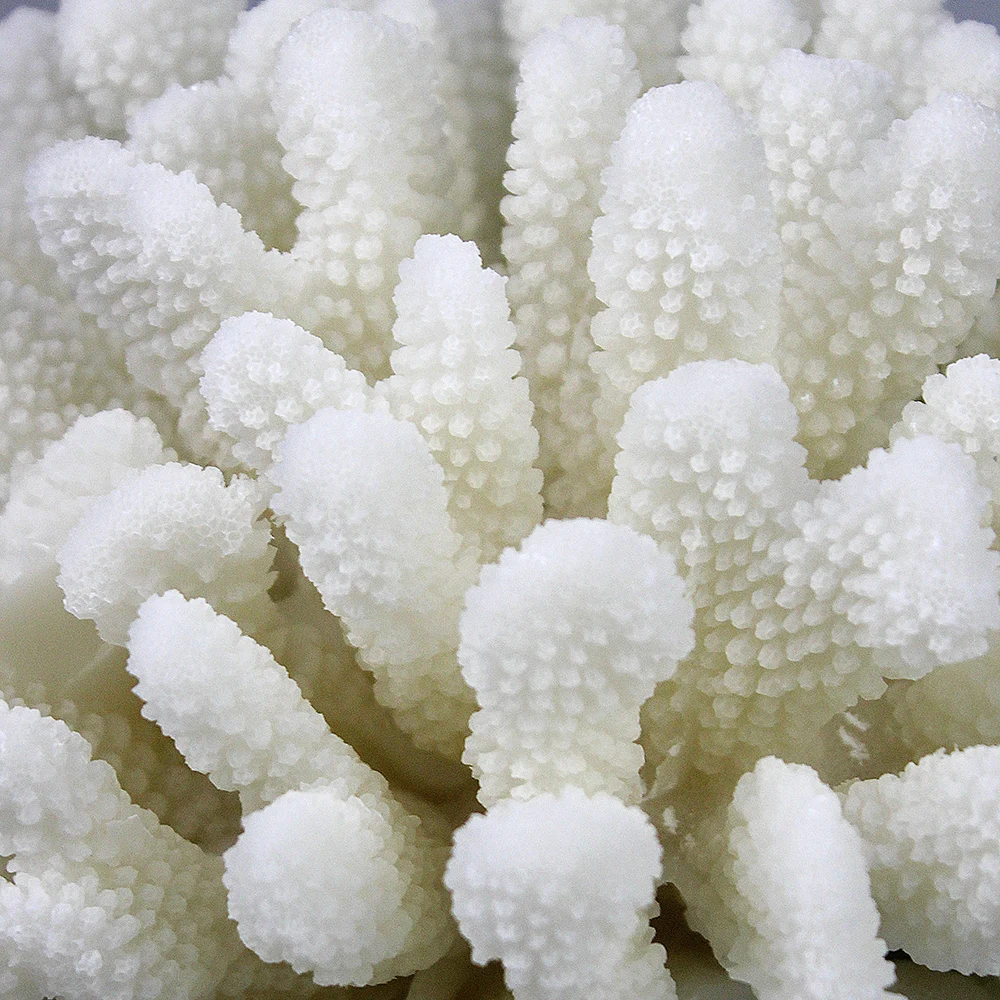 WHITE CORAL SCULPTURE HOME DECOR STYLISH DECORATIVE ACCENT CORAL FLOWER SEA BEACH DECORATION STATUES WHITE CORAL SCULPTURE HOME DECOR STYLISH DECORATIVE ACCENT CORAL FLOWER SEA BEACH DECORATION STATUES