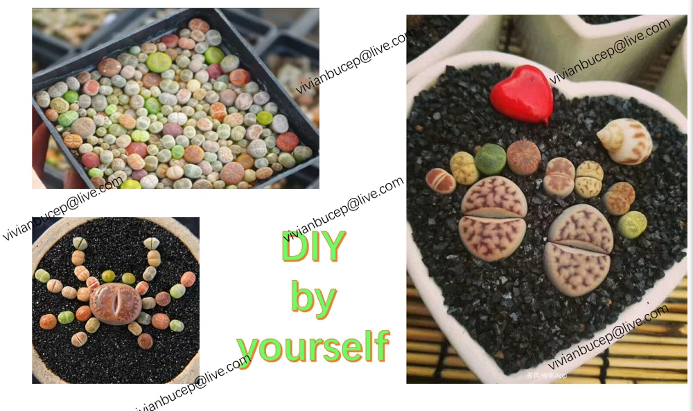 Lithops DIY DECORATION Not Seeds Live Stones Artificial Exotic Plants Unusual Succulent FREE SHIPPING