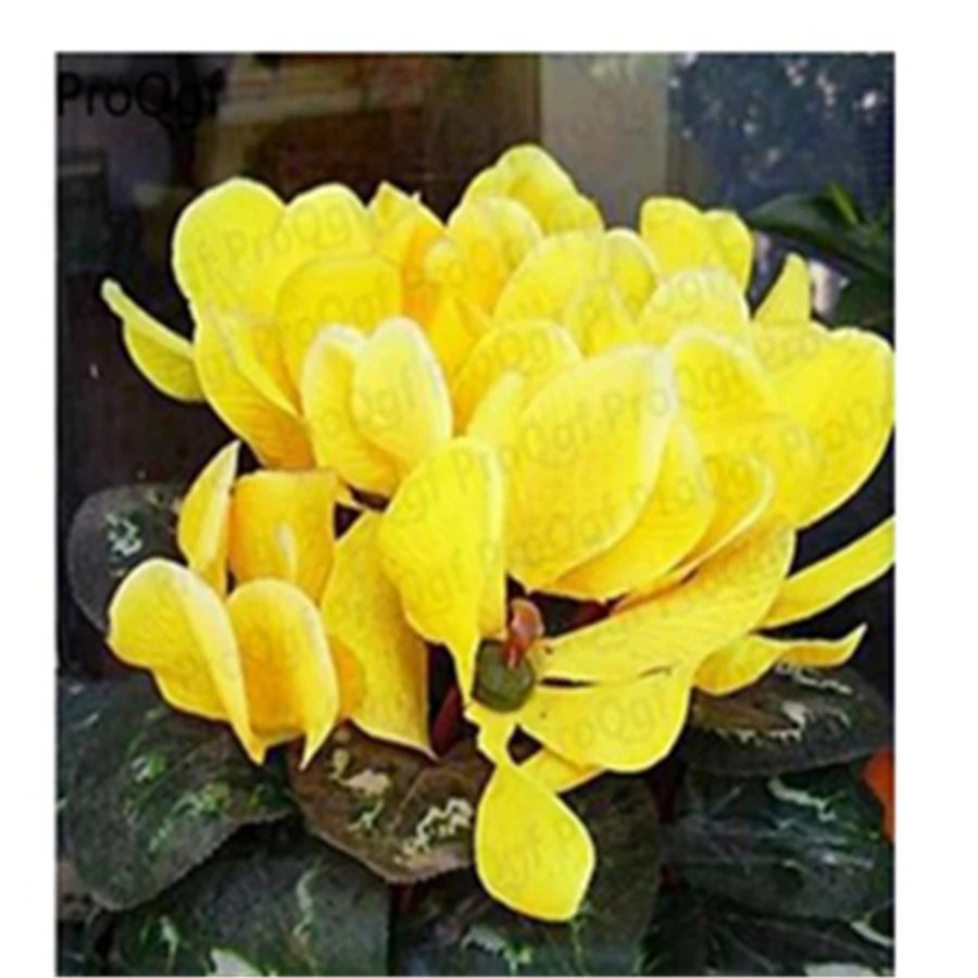 Ngryise 10 шт. набор Cyclamen persicum