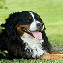 5d Сделай Сам Алмазная картина догзаказная роспись животных полный укроп мозаика вышивка крестиком вышивка украшение домашний декор