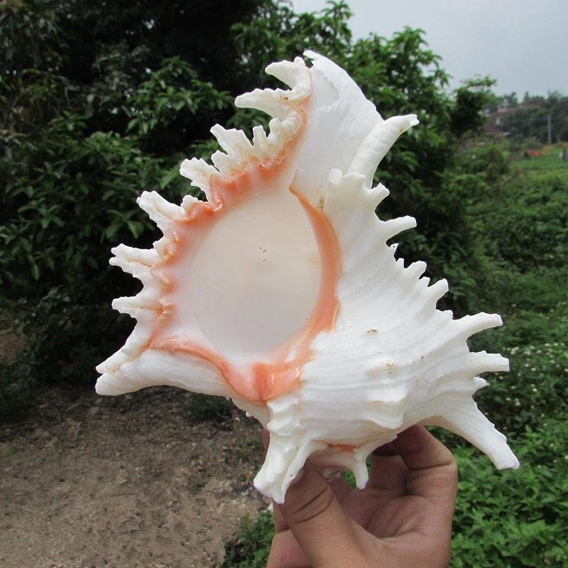 

15-16M Queen Nautical Shells Conch Natural Seashell Beach Ocean Home Decoration 1Pcs