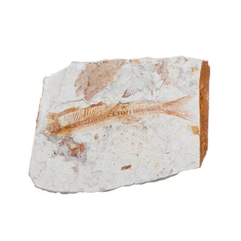 

Lycoptera Davidi Plate Specimen Jurassic To Cretaceous Real Fish Fossil China
