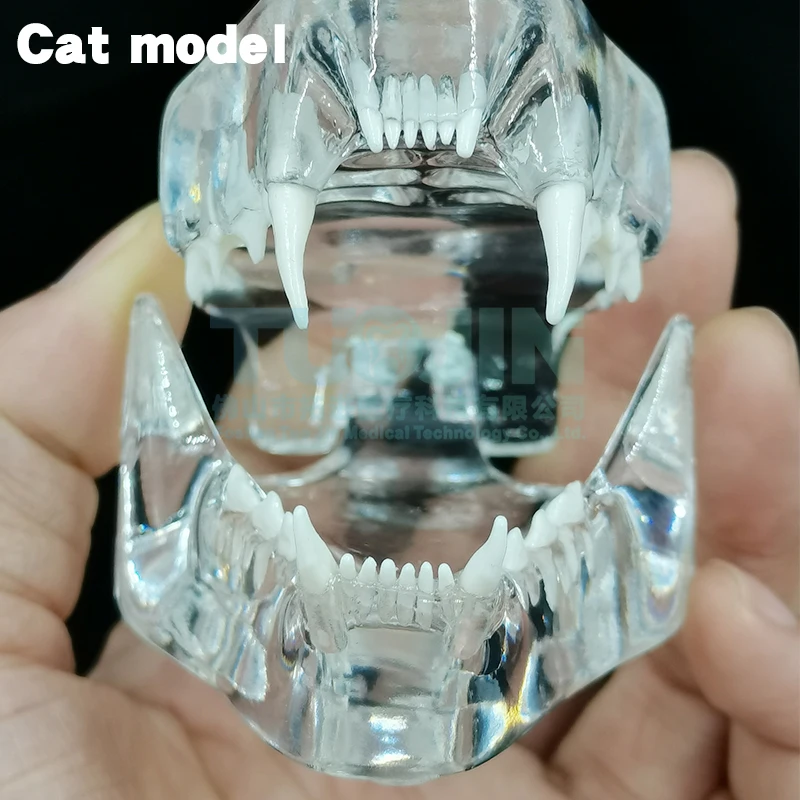 Teaching Dental Teeth Model Cat Tooth Model Catamount Cat's Teeth Cat Dentition Model Medical Training Equipment