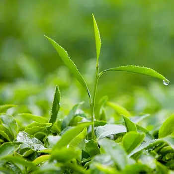 

100% Natural Tea Tree Essential Oil Anti-wrinkle Extract Acne Removal Scars Marks Treatment Essential Oil For Any Skin Care