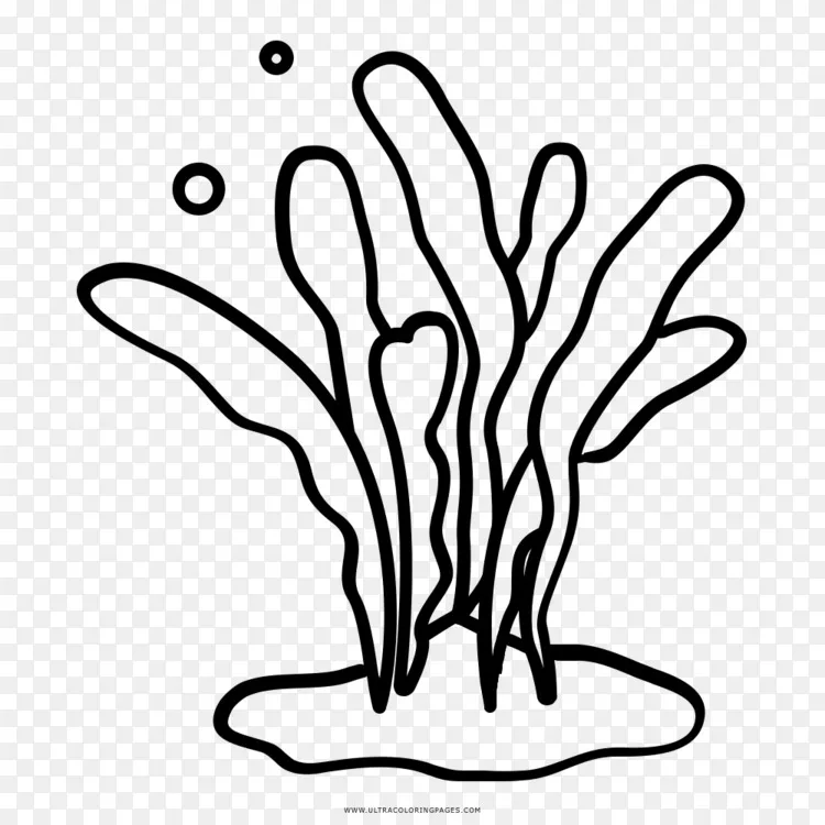 海藻 海带 海洋图 藻类png图片素材免费下载 图片编号 Png素材网