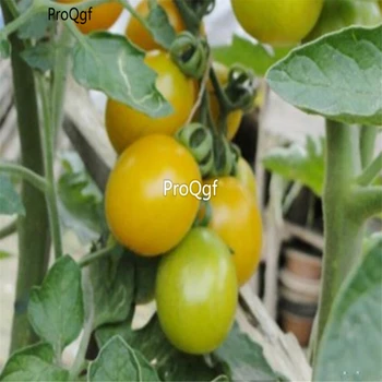 

Ngryise 5000Pcs A Set Yellow Cherry Tomato Solanum lycopersicum