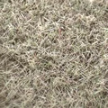 Withered Grass