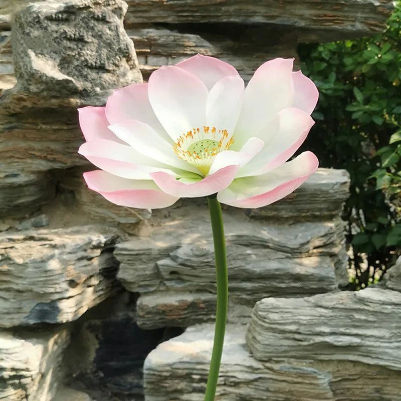 ZYD00640-01-ZYD00640-10-C6