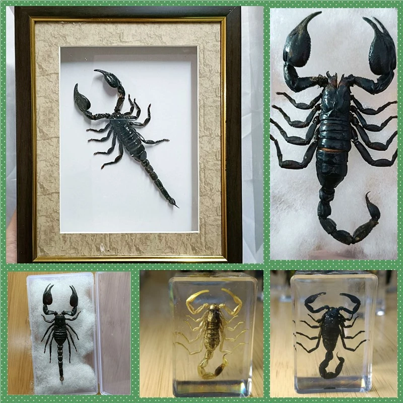 Various Scorpion Specimens Resin Sealing Ornaments Original Ecological Dry Scorpion Frame Binding Collection for Home Decoration