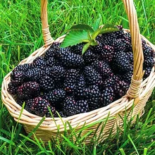 Акция! 200 шт Blackberry garden суккулент сладкие гигантские Blackberry бонсай и дерево растение Тройная Корона черный тутовник фрукты Se